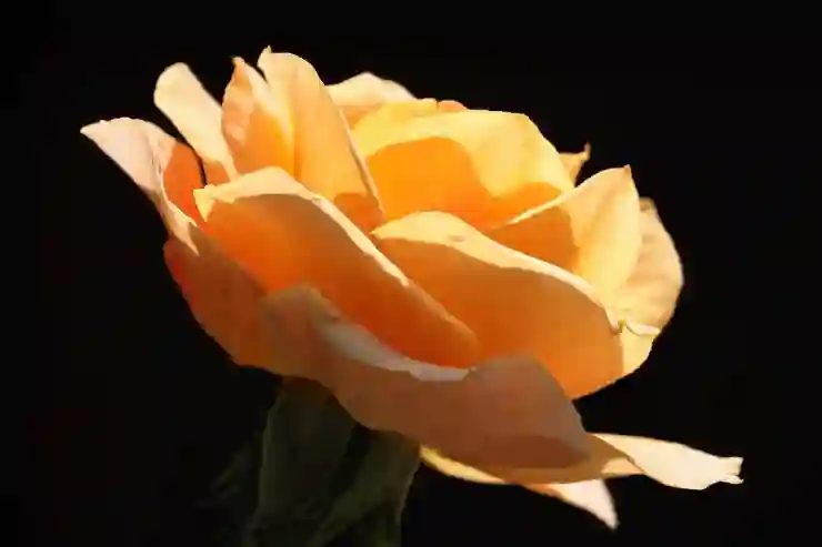 로봇수술 실손보험, 보험사별 보장 차이 완벽 분석하기