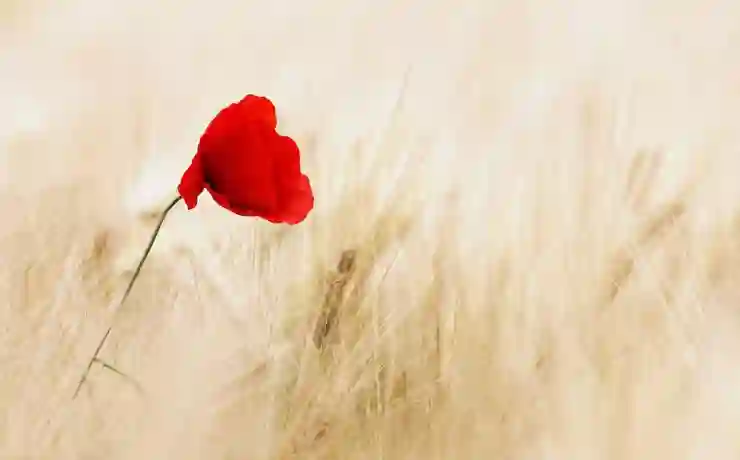 미국 투자이민, 성공적인 투자처 선정 전략과 리스크 관리 방법 알아보기