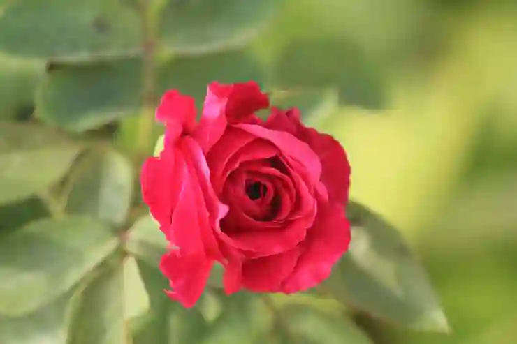 픽사베이에서 무료 이미지를 쉽게 다운로드하는 법 알아보기