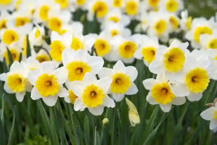 오디주로 항산화와 면역력 강화하는 비결 알아보기