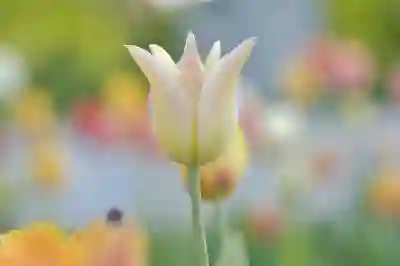 올리 파스텔 냉장고의 매력 알아보자