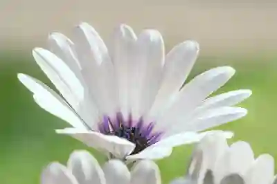 CCD IMG SUB 실행을 위한 VirtualDVD 활용 꿀팁