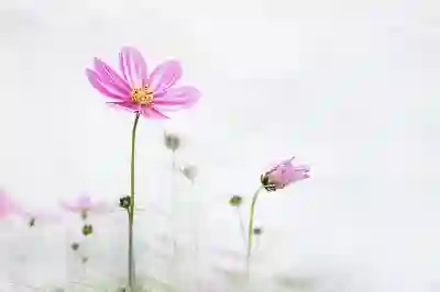 요기요 요기패스와 네이버플러스 배달 무료 혜택 알아보자