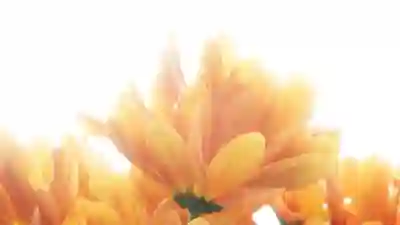 아이오닉5 중고차 가격 시세와 분석 살펴보기