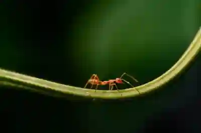 좀벌레가 만들어내는 생태계의 비밀 알아보자