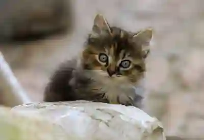 삼성페이 간편결제 쉽게 이용하는 방법 알아보자