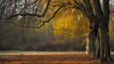 박정현 라이브 영상 감동의 순간 살펴보기